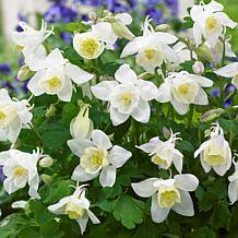 Van Zyverden Aquilegia Columbine Pink and White Blend Roots - Set of 8