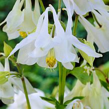 Van Zyverden Aquilegia Columbine White Barlow Set of 5 Roots