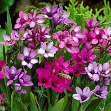 Van Zyverden Babiana Mixed Bulbs - Set of 25 