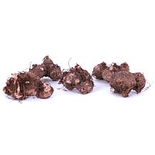 Van Zyverden Begonias Golden Balcony Hanging Basket - Set of 3 Bulbs