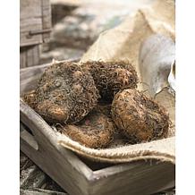 Van Zyverden Begonias Switzerland Bulbs 5-pack