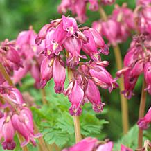Van Zyverden Bleeding Hearts Luxuriant - 1 Root