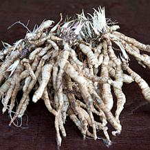 Van Zyverden Blue Boy Tall Phlox Paniculata - Set of 5 Roots