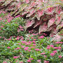 Van Zyverden Caladiums Fancy Leaf Carolyn Whorton Set of 3 Bulbs