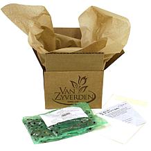 Van Zyverden Caladiums Fancy Leaf Carousel - 3 Bulbs