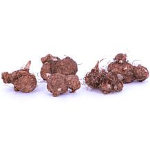 Van Zyverden Caladiums Fancy Leaf Mixed - 6 Bulbs