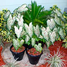 Van Zyverden Caladiums Strap Leaf Gingerland - 3 Bulbs