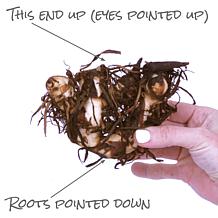 Van Zyverden Cannas Giant Black Knight - 3 Bulbs