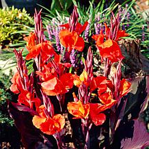 Van Zyverden Cannas Red King Humbert Bulbs 5-pack
