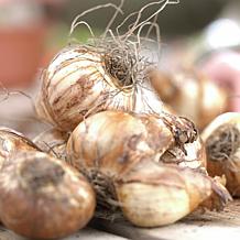 Van Zyverden Daffodils Golden Ducat, Set of 12 Bulbs