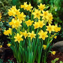 Van Zyverden Daffodils Tete A Tete Set of 6 Bulbs