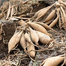 Van Zyverden Dahlias Blue Bell Set of 5 Bulbs