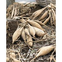 Van Zyverden Dahlias Blue Boy Bulbs 5-pack