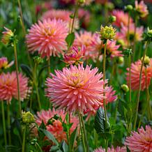 Van Zyverden Dahlias Felida Solar Flare Set of 5 Bulbs