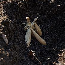 Van Zyverden Dahlias Felida Solar Flare Set of 5 Bulbs