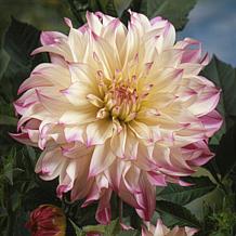 Van Zyverden Dahlias Ferncliff Illusion Set of 5 Bulbs