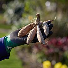 Van Zyverden Dahlias Metro Muses Blend Set of 5 Bulbs