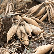 Van Zyverden Dahlias Mystery Day, Set of 3 Bulbs