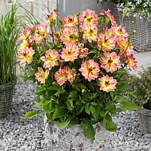 Van Zyverden Dahlias Pacific Ocean Set of 3 Bulbs