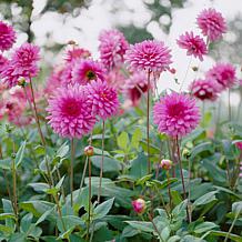 Van Zyverden Dahlias Rosella Set of 5 Bulbs