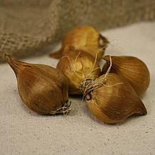 Van Zyverden Dutch Iris Picasso, Set of 25 Bulbs