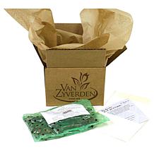 Van Zyverden Dutch Iris White Van Vliet Set of 25 Bulbs