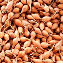 Van Zyverden Dutch Shallots Yellow Set of 25 Bulbs