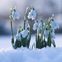 Van Zyverden Galanthus Snowdrops - 12 Bulbs