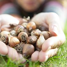 Van Zyverden Galanthus Snowdrops Set of 5 Bulbs