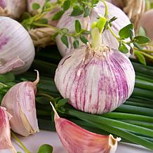 Van Zyverden Garlic Hardneck Porcelain Northern Extra Hardy - 3 Cloves