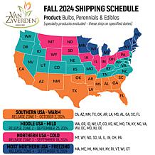 Van Zyverden Garlic Purple Creole - 3 Cloves