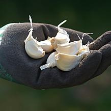 Van Zyverden Garlic Softneck Asiatic Spring Violet Set of 3 Bulbs
