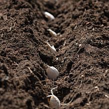 Van Zyverden Garlic Softneck Silverskin Inchelium Red Set of 5 Bulbs