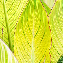 Van Zyverden Giant Cannas Bengal Tiger Set of 3 Bulbs