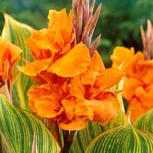 Van Zyverden Giant Cannas Bengal Tiger Set of 9 Bulbs