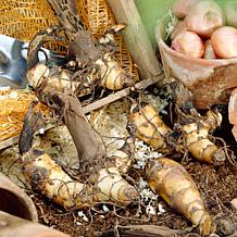 Van Zyverden Giant Cannas Bengal Tiger Set of 9 Bulbs