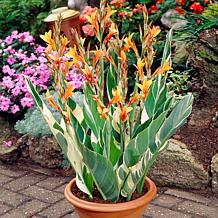 Van Zyverden Giant Cannas Striata Set of 3 Bulbs