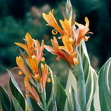 Van Zyverden Giant Cannas Stuttgart Bulbs 5-pack