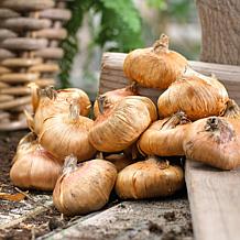 Van Zyverden Gladiolus Large Flowering Rainbow Mix Set of 5 Bulbs