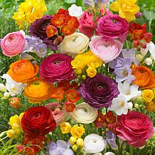 Van Zyverden Grand Freesia and Ranunculus Blend 10 Bulbs