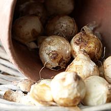 Van Zyverden Grape Hyacinths, Set of 25 Bulbs
