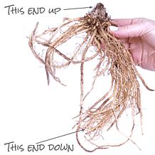 Van Zyverden Hosta Minuteman Set of 3 Roots