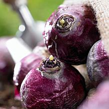 Van Zyverden Hyacinths Gipsy Queen Set of 10 Bulbs