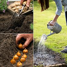 Van Zyverden Lilies Asiatic Black Eye - 3 Bulbs