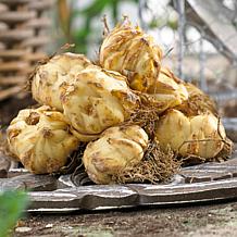 Van Zyverden Lilies Dutch Asiatic Mixture Set of 3 Bulbs