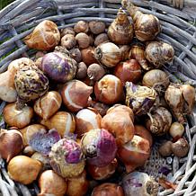 Van Zyverden Lycoris Aurea - 3 Bulbs