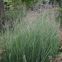 Van Zyverden Ornamental Grass Blue Switch (1) 3.25" Dormant Plant