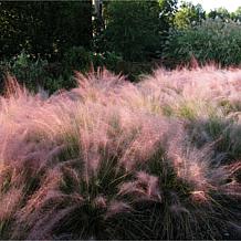 Van Zyverden Ornamental Grass Pink Muhly 1 Dormant Plant