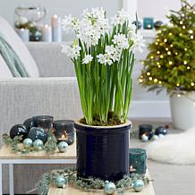 Van Zyverden Paperwhites, Set of 25 Bulbs