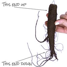 Van Zyverden Patio Four O'Clocks w/ Green Planter, Soil & Growers Pot